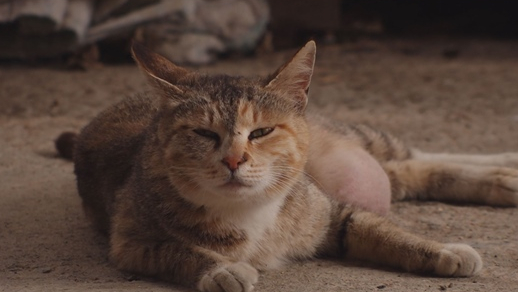 ▲'TV 동물농장'(사진제공=SBS)