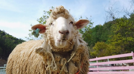 ▲'TV 동물농장'(사진제공=SBS)