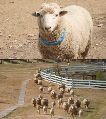 ▲'TV 동물농장'(사진제공=SBS)