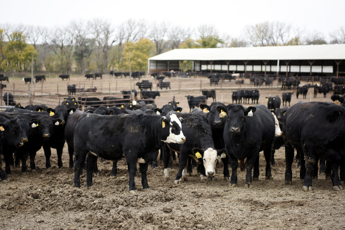▲미국 오마하의 한 목장 전경. 오마하/신화뉴시스 

