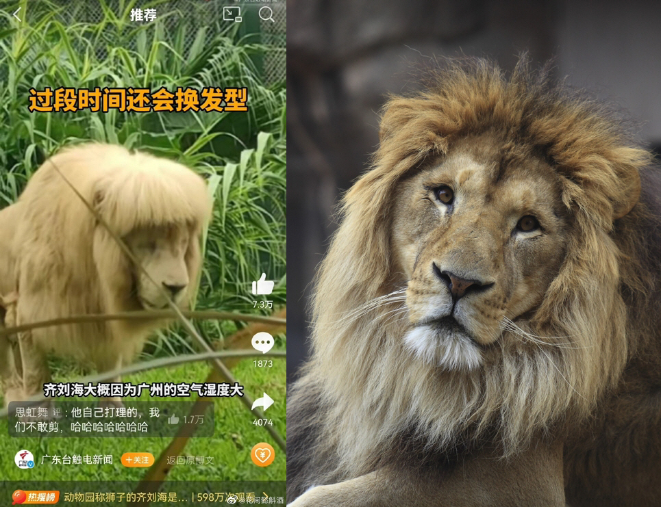 ▲사진 왼쪽이 중국의 한 동물원에서 일자 앞머리로 화제가 된 수사자 ‘아항’과 일반적인 사자 갈기 모습.(웨이보 캡처, 게티이미지뱅크)