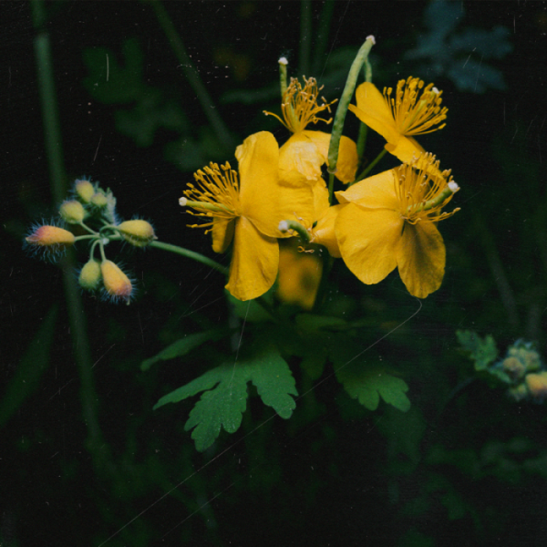 ▲잔나비(사진 = 페포니뮤직 제공)