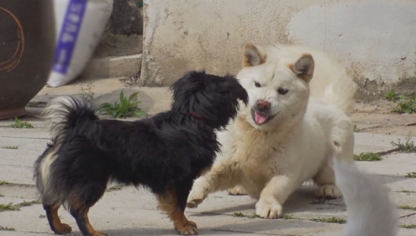 ▲'TV동물농장'(사진제공=SBS)