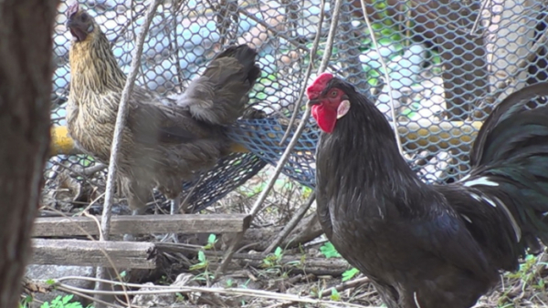 ▲'TV동물농장'(사진제공=SBS)