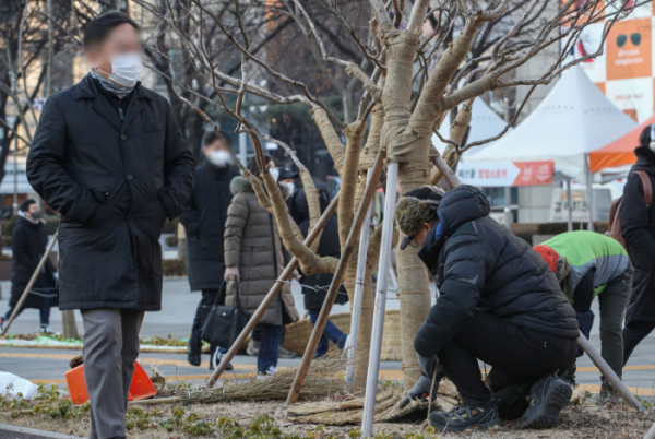 ▲올해 2월 서울 종로구 광화문역 인근에서 관계자가 겨울내내 덮었던 가로수 볏짚을 제거하는 작업을 하고 있다. (뉴시스)