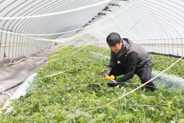 ▲홈플러스의 경북 성주 신선농장에서 참외를 수확하는 모습.(사진제공=홈플러스)