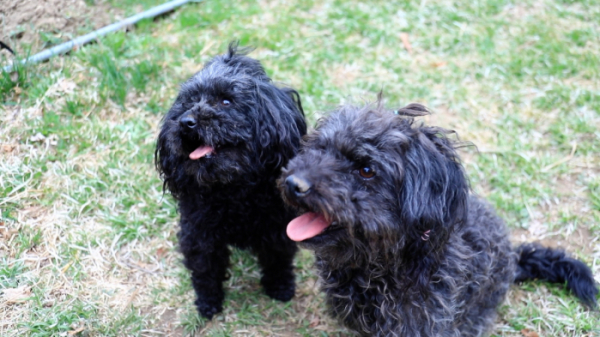 ▲'동물극장 단짝'(사진제공=KBS 1TV)