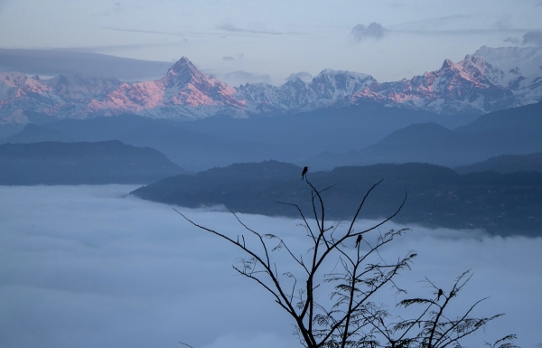 ▲여객기가 실종된 위치로 추정되는 네팔 포카라 인근에 1월 1일 새들이 나뭇가지에 앉아 있다. 포카라/AP뉴시스
