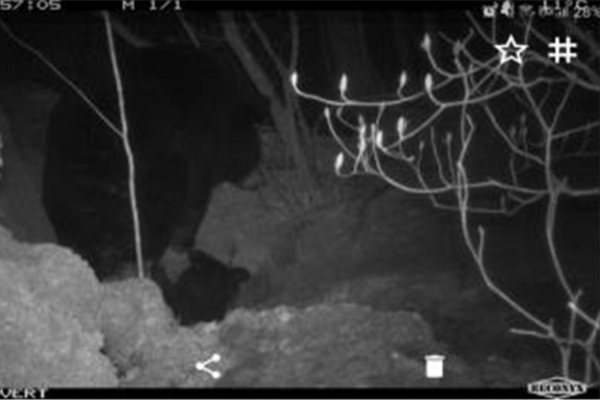 ▲무인센서카메라로 촬영된 반달가슴곰 KF-94의 새끼. KF-94의 새끼는 2004년 반달가슴곰 복원을 시작한 이래 자연에서 태어난 최초의 4세대 새끼다. (자료=환경부)