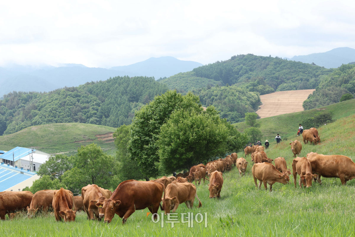 (조현욱 기자 gusdnr8863@)