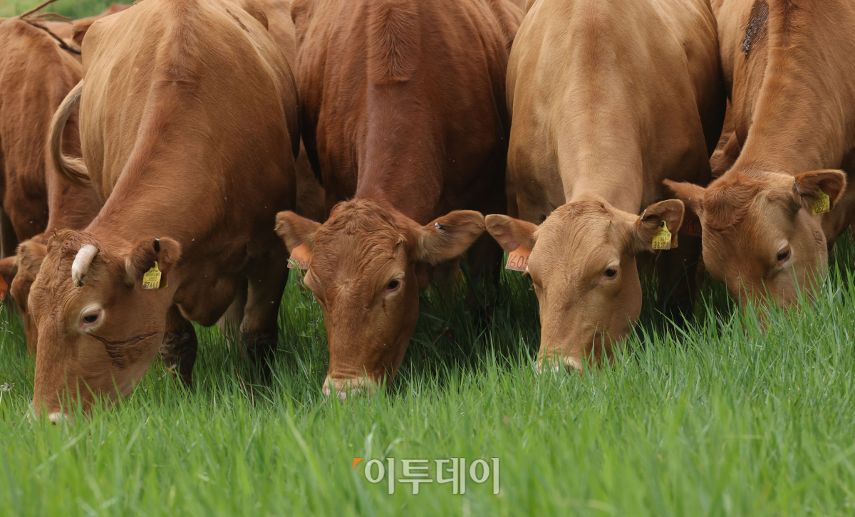 (조현욱 기자 gusdnr8863@)