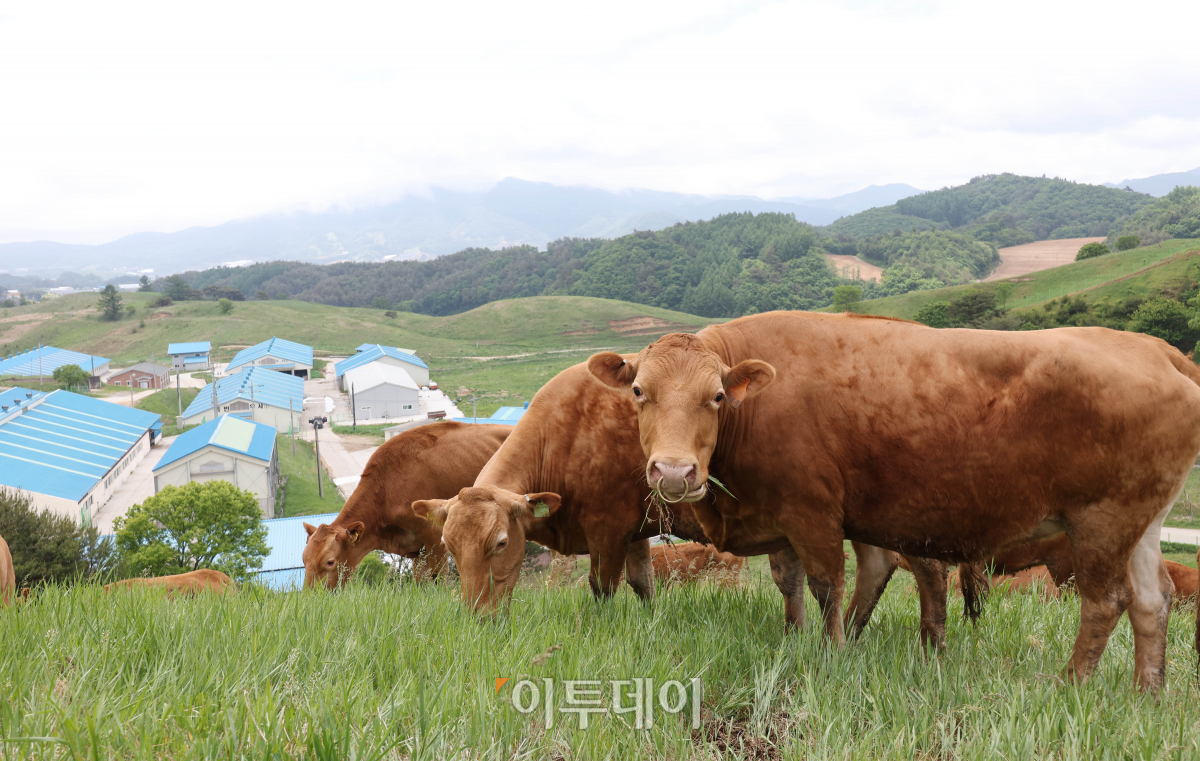 (조현욱 기자 gusdnr8863@)