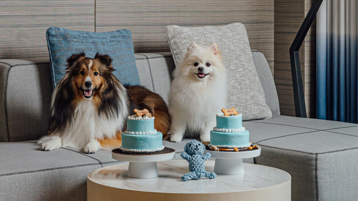 ▲ 'Me and my Pet' 패키지의 펫 케이크. (시그니엘 부산 공식 홈페이지)