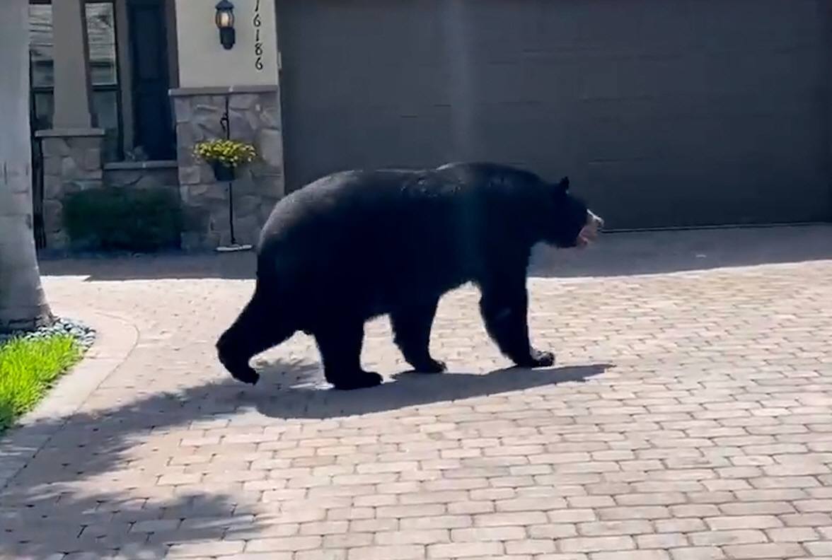 ▲21일(현지시간) 미국 플로리다주의 주택가에 거대한 흑곰이 나타났다. (뉴시스)
