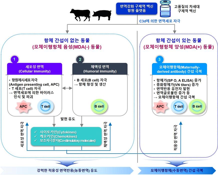 ▲면역강화 구제역 백신 항원 플랫폼의 작용 모식도. (자료제공=농림축산식품부)