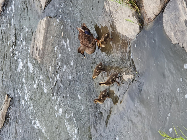 ▲삼성전기 수업사업장 인근 원천리천에서 발견된 오리가족. (사진제공=삼성전기)