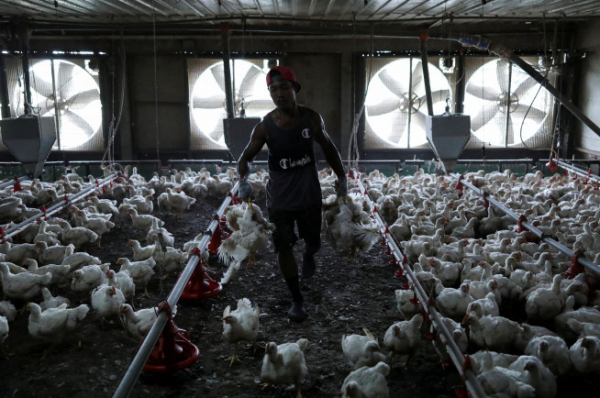 ▲5월 27일(현지시간) 말레이시아 셀랑고르주 세팡에 있는 양계장에서 직원이 닭을 옮기고 있다. 세팡/로이터연합뉴스