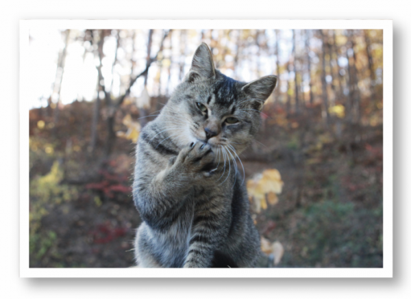 ▲이용한 작가가 촬영한 고양이 사진.(이용한 제공)