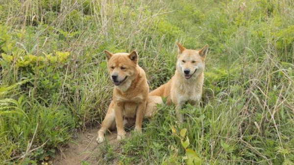 ▲'동물극장 단짝'(사진제공=KBS 1TV)