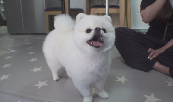 ▲'TV동물농장'(사진제공=SBS)