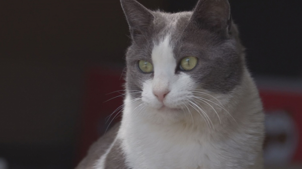 ▲'TV동물농장'(사진제공=SBS)