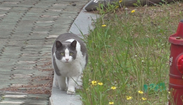 ▲'TV동물농장'(사진제공=SBS)