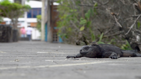 ▲'걸어서 세계속으로' 에콰도르(사진제공=KBS 1TV)