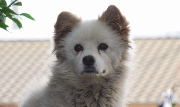 ▲'TV'동물농장'(사진제공=SBS)