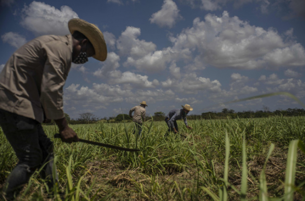 ▲2021년 4월 29일 쿠바 마드루가 사탕수수 밭에서 농부들이 사탕수수를 수확하고 있다. 마드루가/AP뉴시스