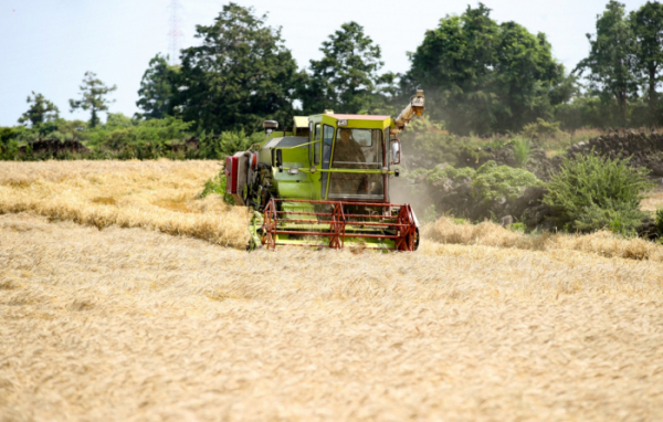 ▲제주시 한림읍 금악리에 조성된 국산 밀 생산단지에서 농부들이 밀을 수확하고 있다. (뉴시스)