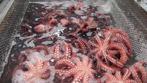 ▲'극한직업'(사진제공=EBS1)