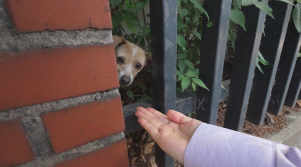 ▲'TV동물농장'(사진제공=SBS)