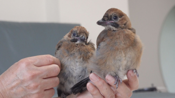 ▲'TV동물농장'(사진제공=SBS)