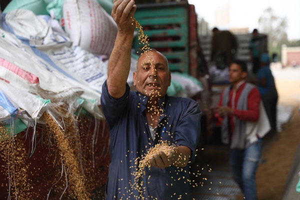 ▲이집트 반하의 밀 농장에서 지난달 16일 농부가 밀을 보여주고 있다. 반하/신화뉴시스
