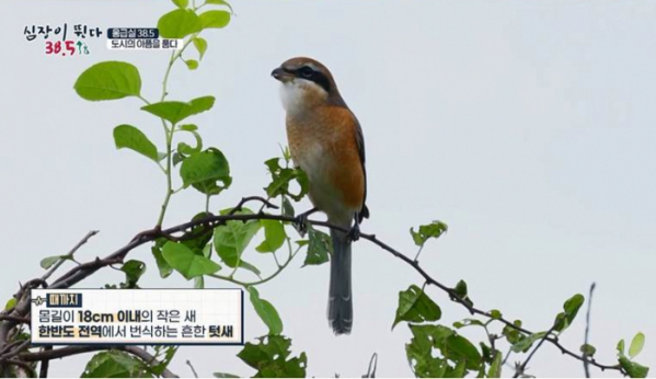 ▲'심장이 뛴다 38.5'(사진제공=MBC)