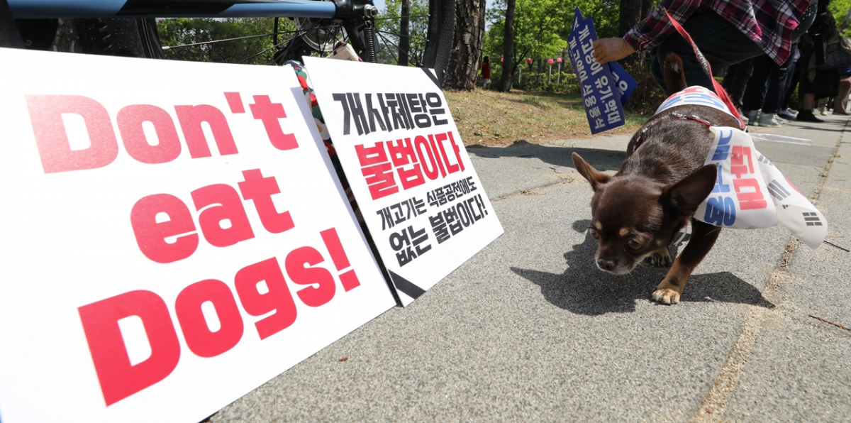 ▲경기 성남시청 앞에서 열린 모란 개시장 완전 철폐촉구 집회에서 참가자 반려견이 개식용 반대 깃발을 두르고 있다.  (뉴시스)