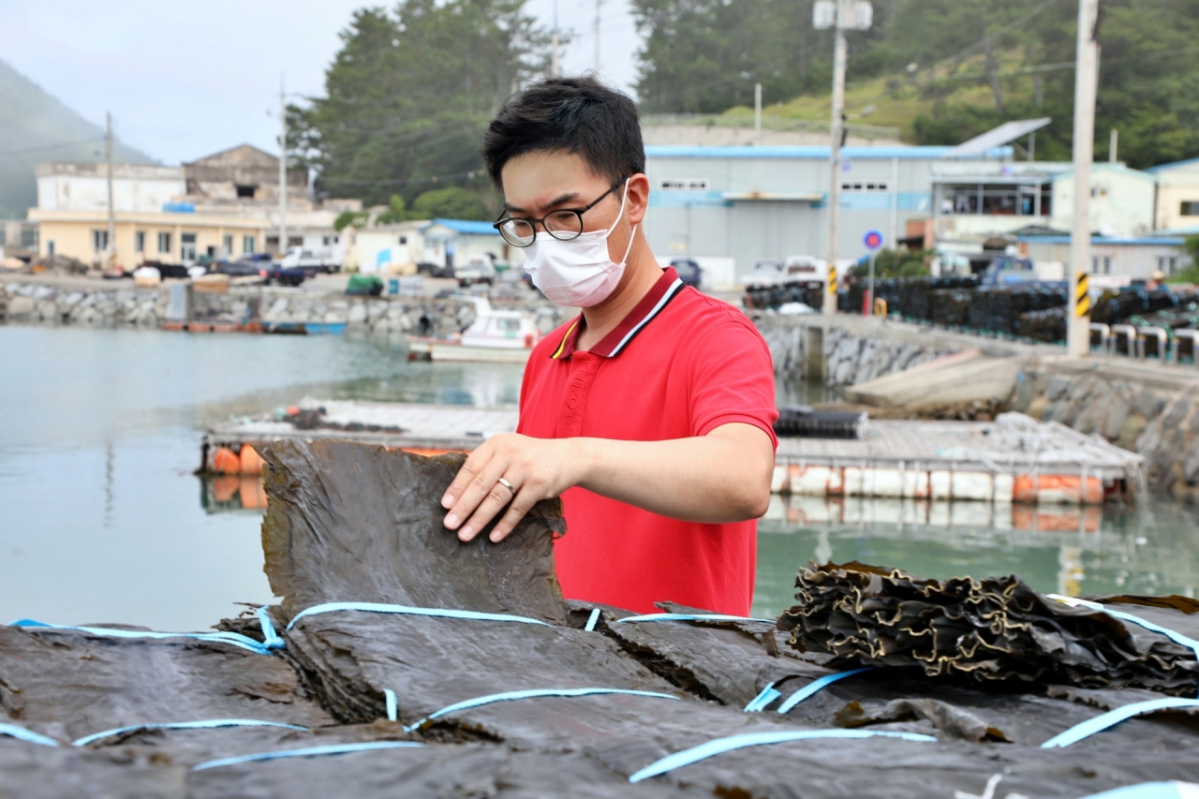 ▲농심 구매팀 담당자가 다시마 품질을 확인하고 있다.  (사진제공=농심)
