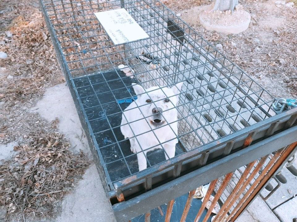 ▲포획된 들개(인천시 서구)
