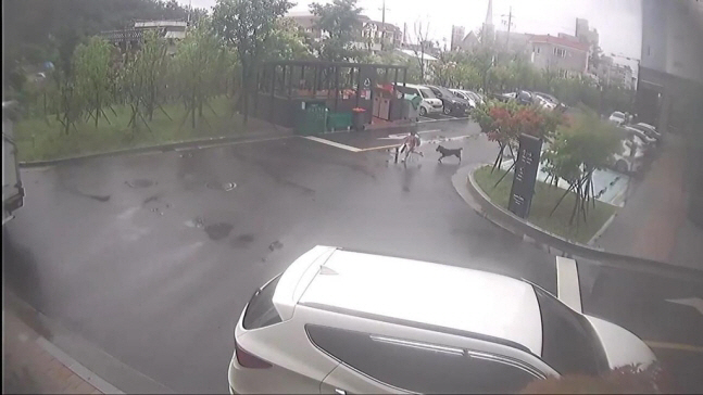 ▲11일 울산시 울주군의 한 아파트 단지에서 8살 A군이 목줄이 풀린 채 자신을 공격하는 개를 피해 달아나고 있다.(보배드림 게시물 캡처)
