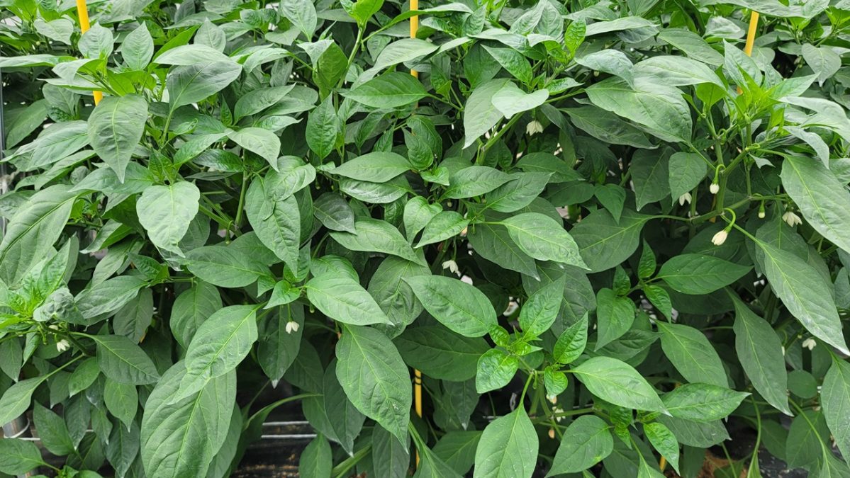 ▲혈당을 떨어뜨리는 성분이 많은 잎 전용 고추 품종 '원기2호'.  (사진제공=농촌)