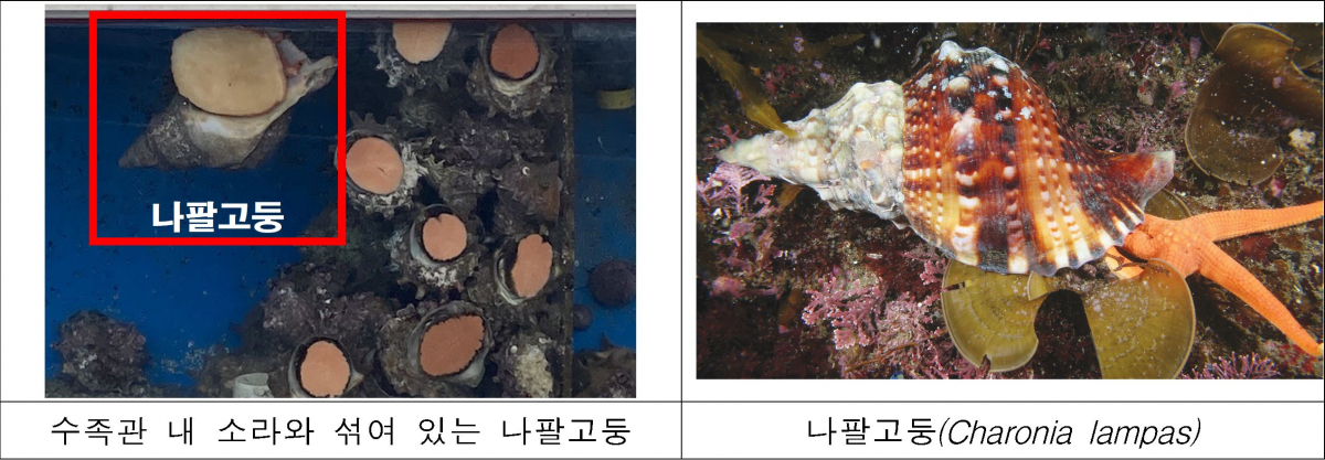 ▲최근 국가보호종인 나팔고둥을 어업인들이 제대로 식별하지 못해 잡거나 소라와 같은 식용 고둥류로 판매하는 사례가 발생하고 있다. (사진제공=해양수산부)