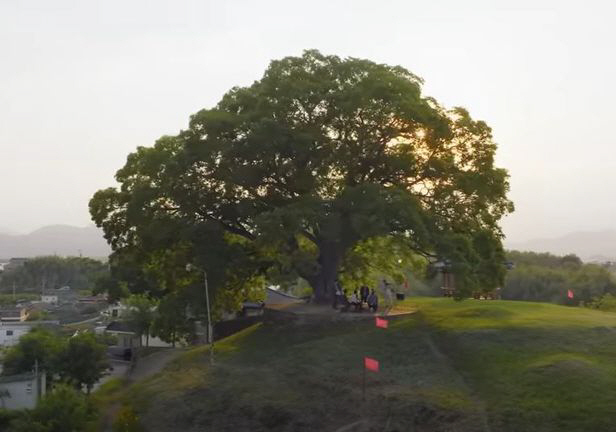 ▲드라마 ‘이상한 변호사 우영우’에 등장한 창원 동부마을 팽나무(ENA 유튜브)
