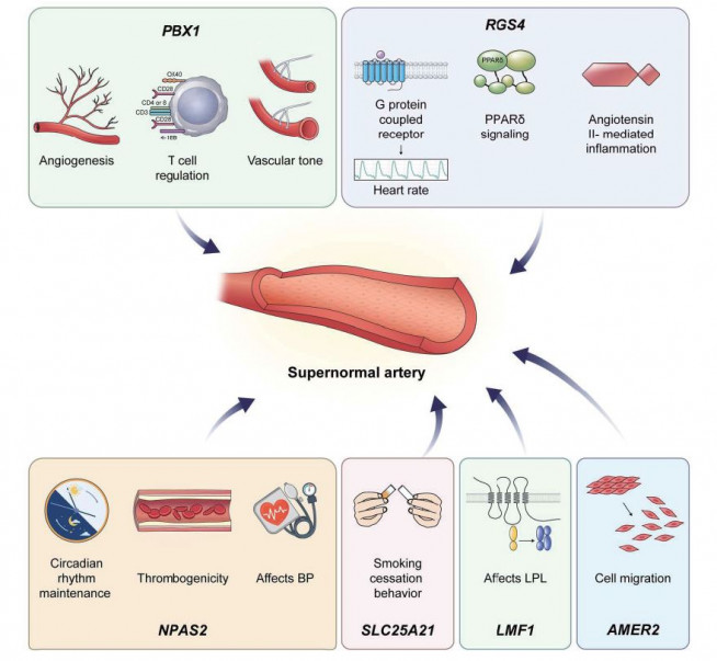 ▲변이가 생긴 유전자자리가 발견된 유전자 종류와 역할 (제공=세브란스병원)