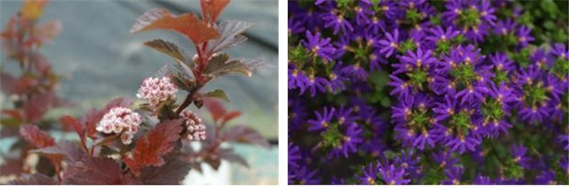 ▲상반기 품종보호 신규 등록된 양국수나무(왼쪽)와 누운숫잔대. (자료제공=국립종자원)