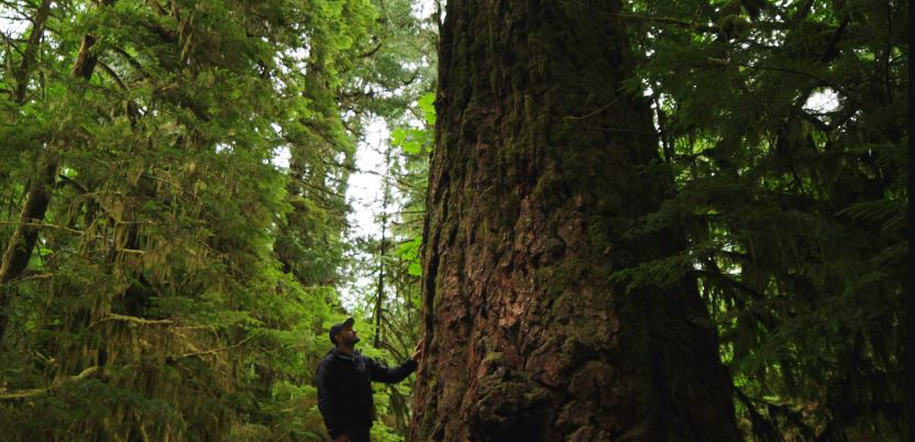 ▲캐나다 브리티시컬럼비아주의 한 원시림에 있는 고목. (출처= 유튜브 캡처)
