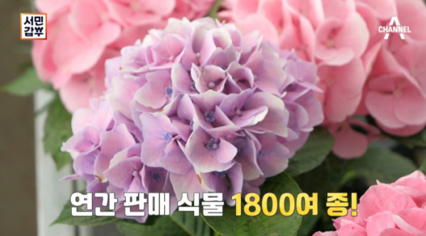▲'서민갑부' 화훼(사진제공=채널A)