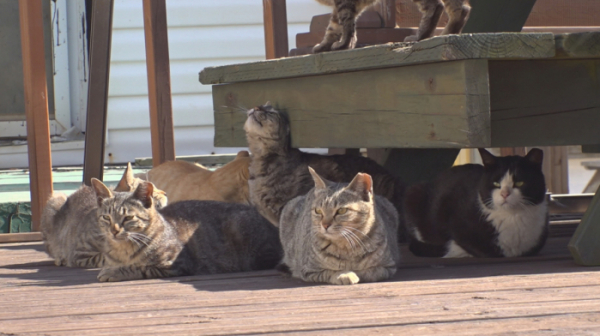 ▲'TV 동물농장'(사진제공=SBS)