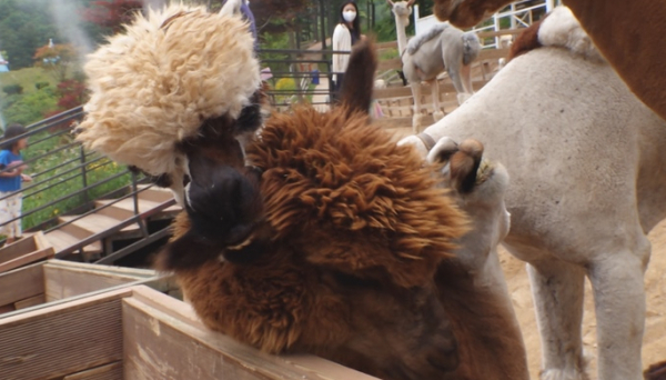 ▲'TV동물농장'(사진제공=SBS)