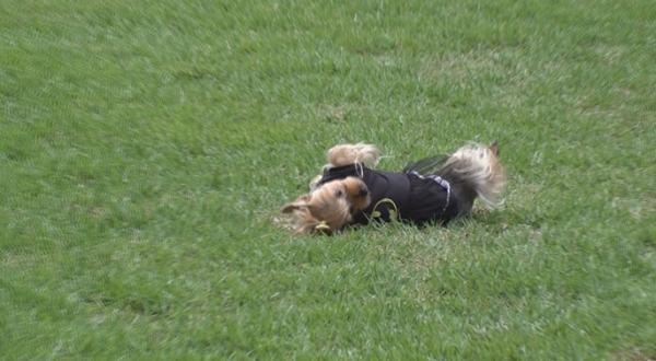 ▲'TV동물농장'(사진제공=SBS)