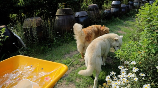 ▲'동물극장 단짝'(사진제공=KBS 1TV)